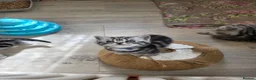 British Shorthair cats for sale: Silver Tabby Kittens, Rare GCCF Show Quality.  - Advert 37