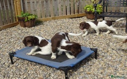 English Springer Spaniel dogs for sale: English Springer Spaniel Puppy 2 - English Springer Spaniel Puppies - Image 3