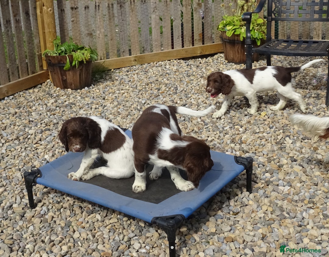 English Springer Spaniel dogs for sale: English Springer Spaniel Puppy 2 - English Springer Spaniel Puppies - Image 3
