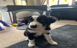 Border Collie dogs for sale: Beautiful Border Collie Puppies - 1 Boy Left - Advert 3