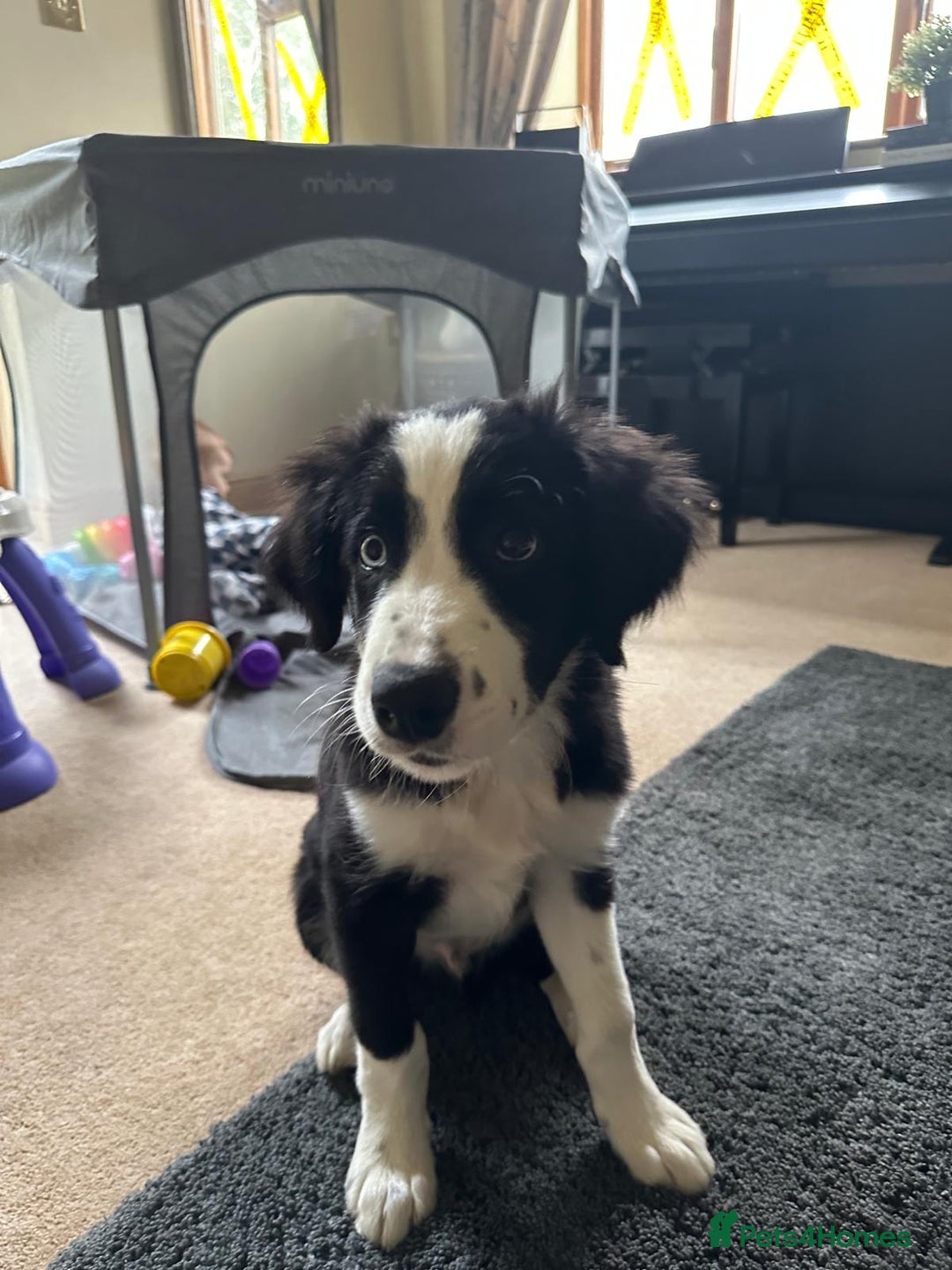 Border Collie dogs for sale: Beautiful Border Collie Puppies - 1 Boy Left - Advert 3