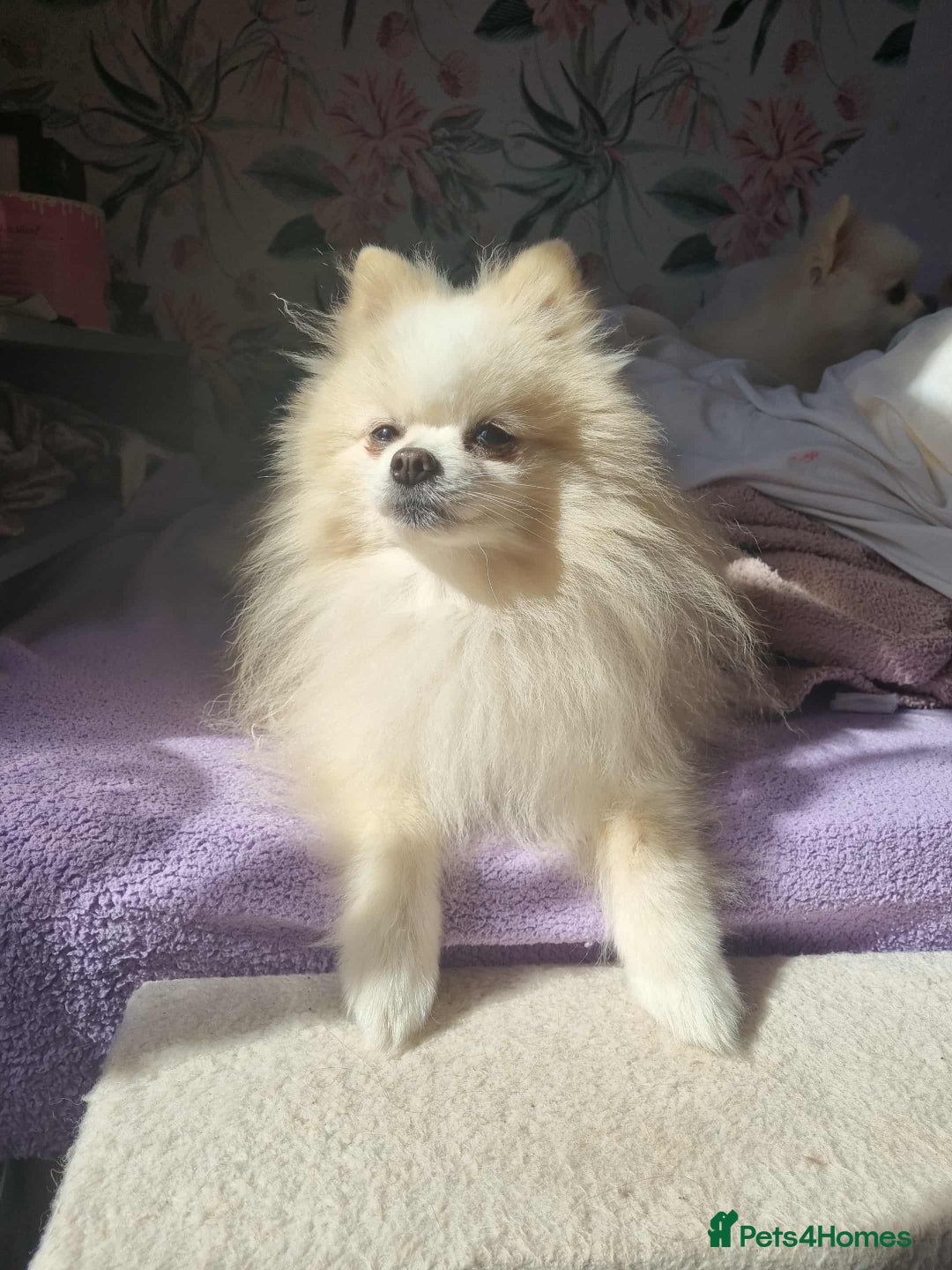 Pomeranian dogs for stud: Pomeranian Boy For Stud - Advert 5