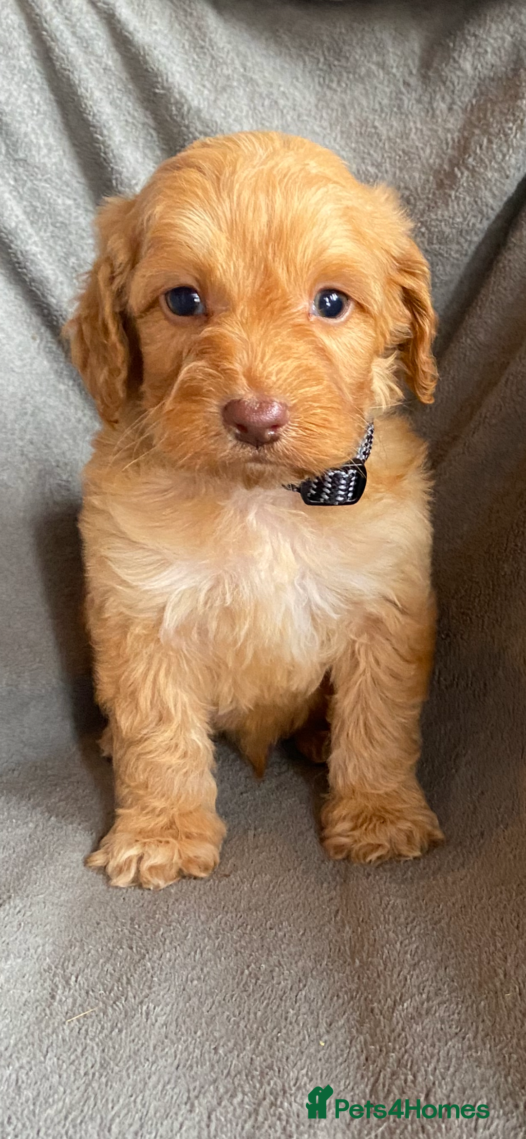 Cockapoo dogs for sale: Cockapoo puppies - Advert 4