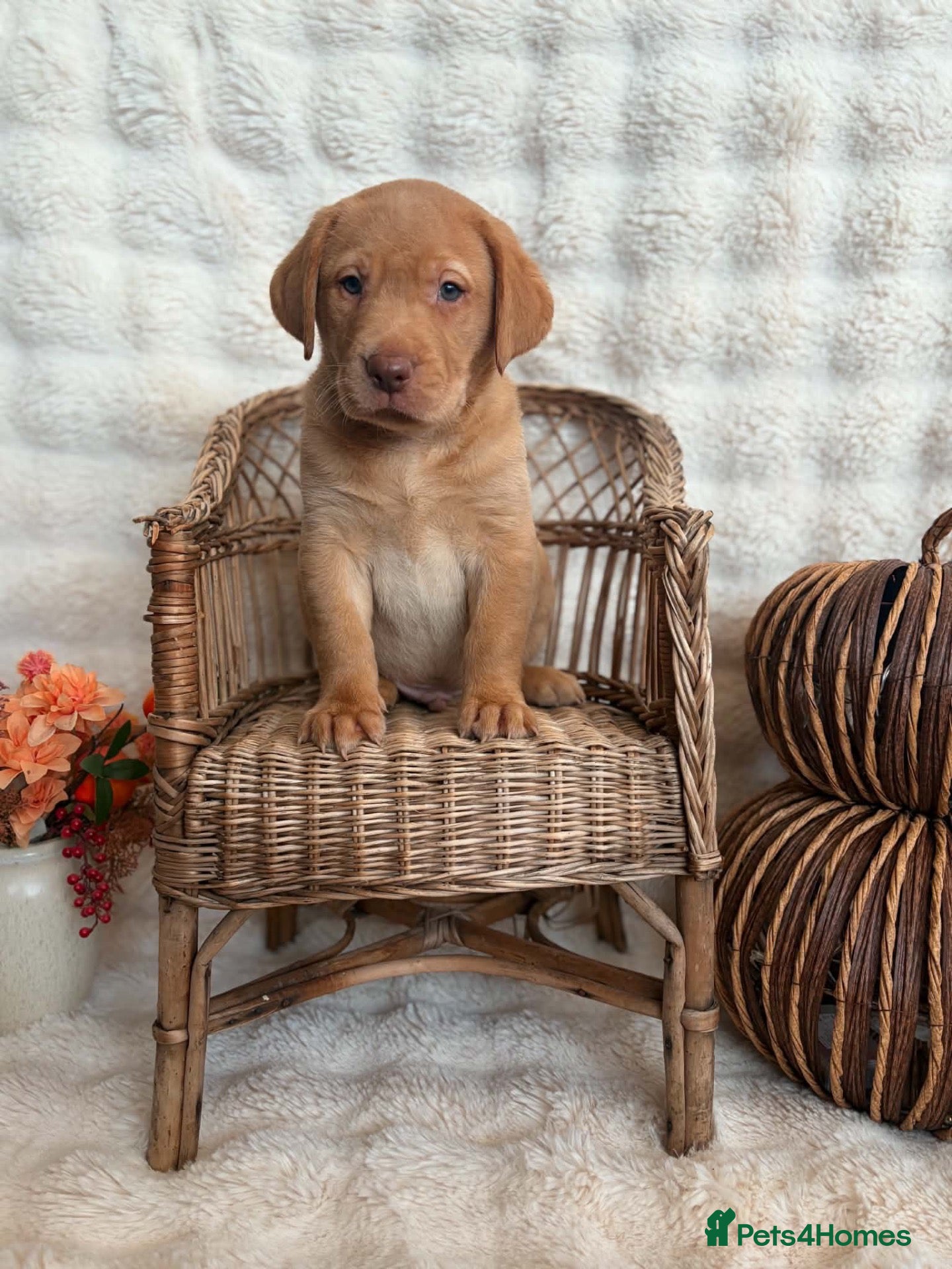 Labrador Retriever dogs STUNNING BIG & CHUNKY MALE LAB PUPPY 🧡 - Advert 2