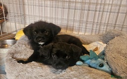 Mixed Breed dogs for sale: Gorgeous Jack x chihauhua pups ❤️ - Image 9