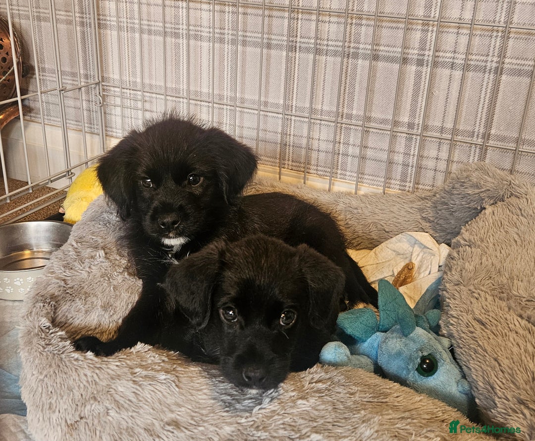 Mixed Breed dogs for sale: Gorgeous Jack x chihauhua pups ❤️ - Image 9