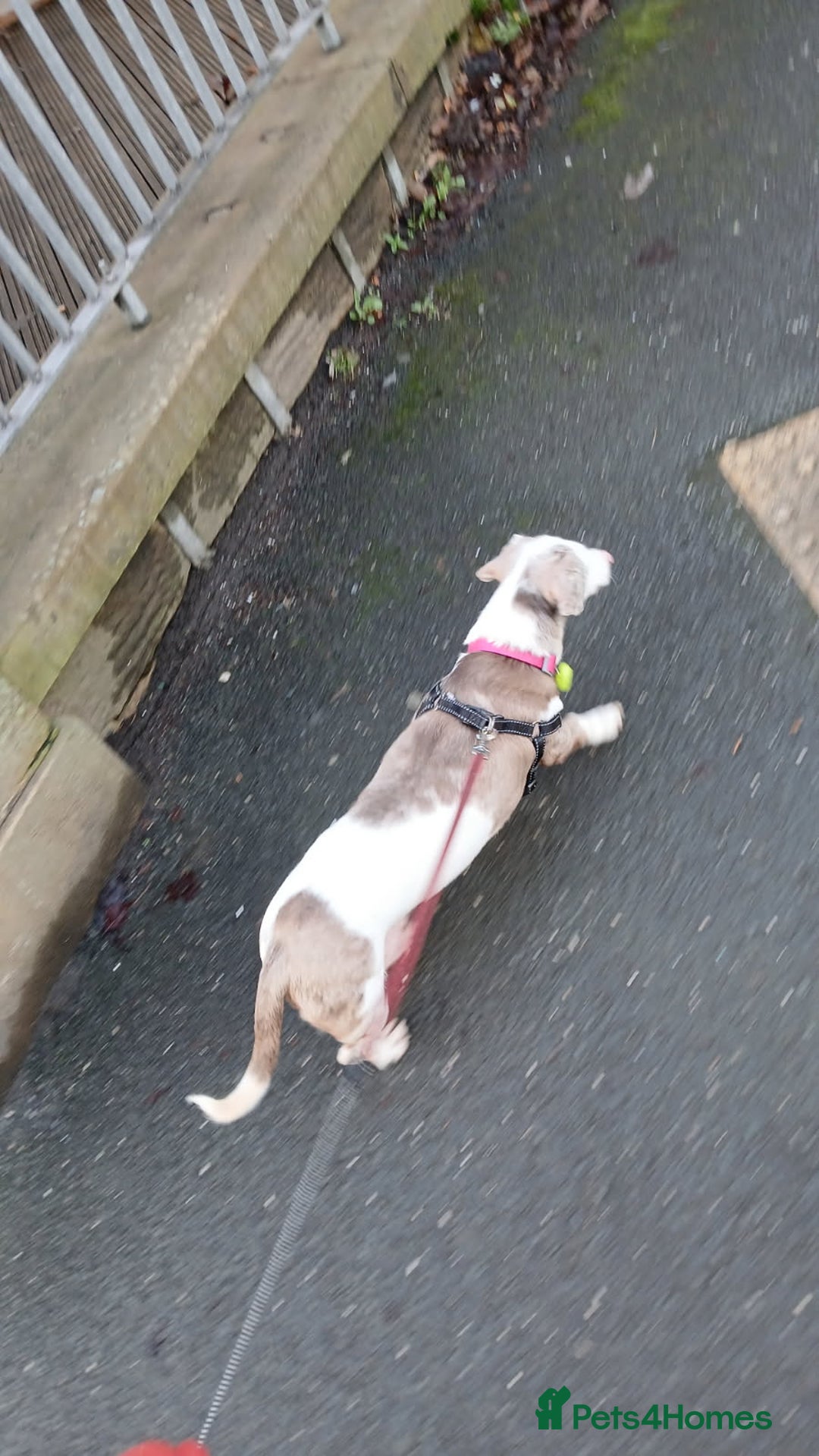 Dachshund dogs for sale: Beautiful DD Dachshund  - Advert 3