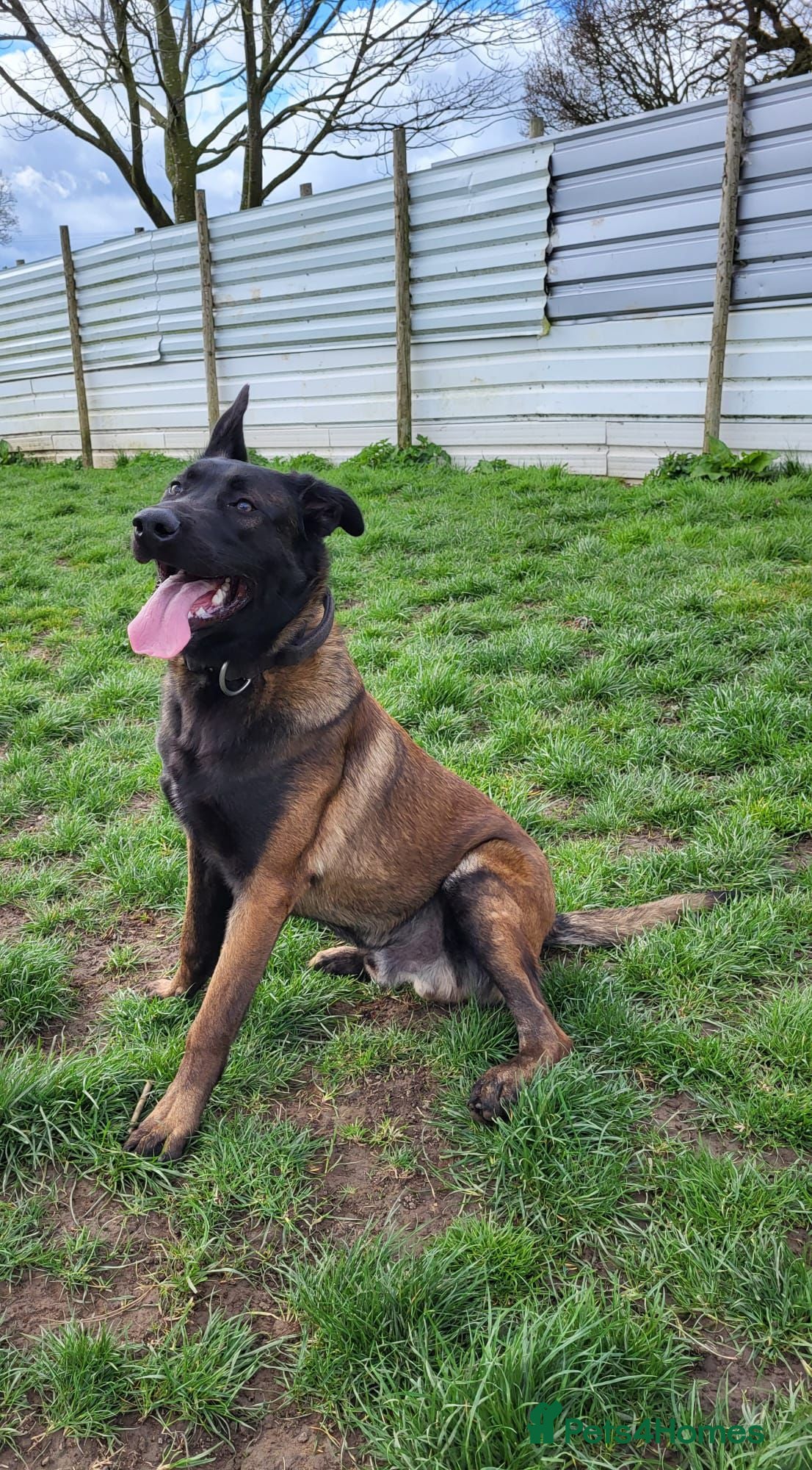 Belgian Shepherd Dog dogs 9 month old Male Belgian Shepherd (Malinois) - Advert 6