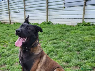Belgian Shepherd Dog dogs 9 month old Male Belgian Shepherd (Malinois) - Advert 6