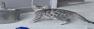 Bengal 2