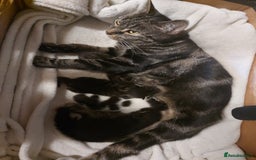 Mixed Breed cats for sale: 4 beautiful kittens - Image 1