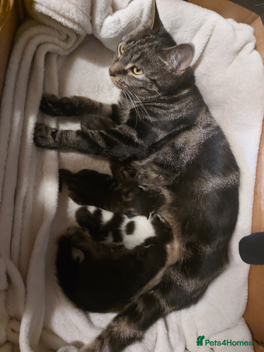 Mixed Breed cats for sale: 4 beautiful kittens - Image 1