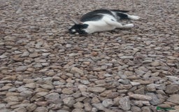 Mixed Breed cats for sale: Farm cat - Image 1