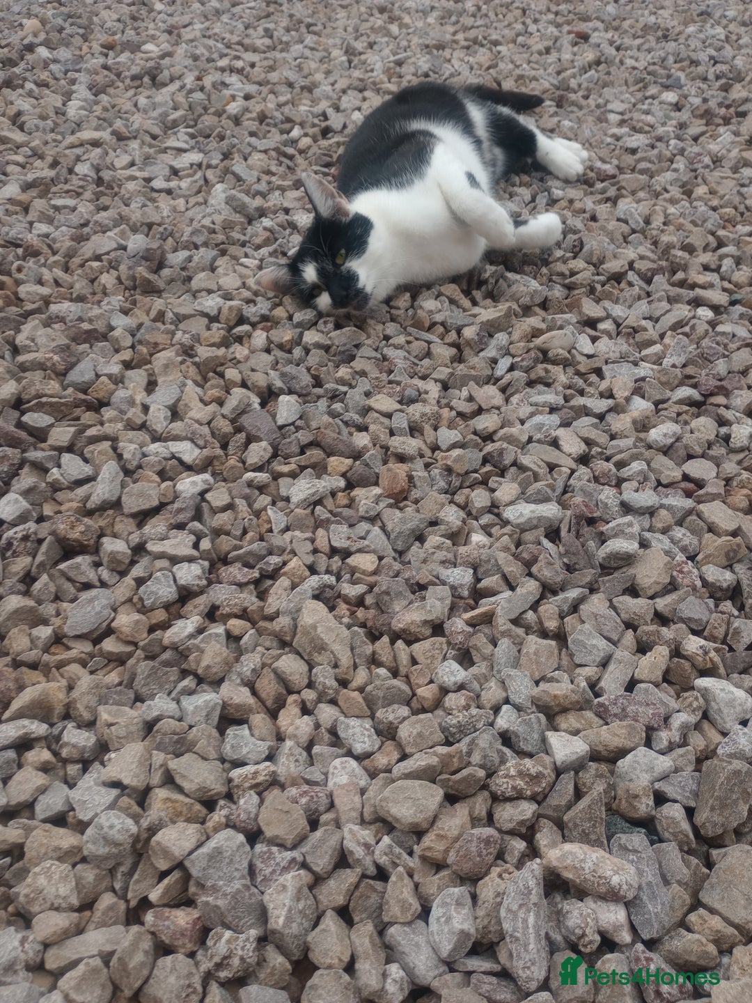 Mixed Breed cats for sale: Farm cat - Image 1