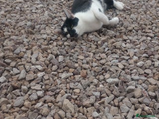 Mixed Breed cats - Advert 22