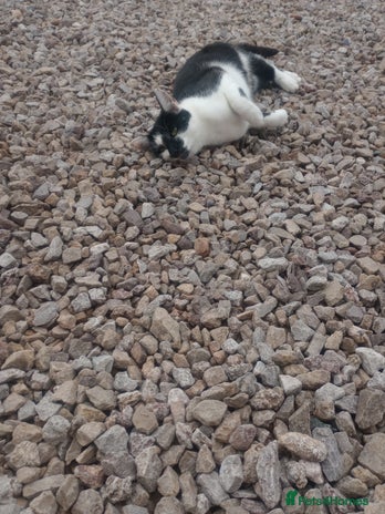 Mixed Breed cats - Advert 10