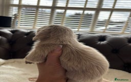 Miniature Dachshund dogs for sale: Ee cream miniature Dadchound  - Image 5