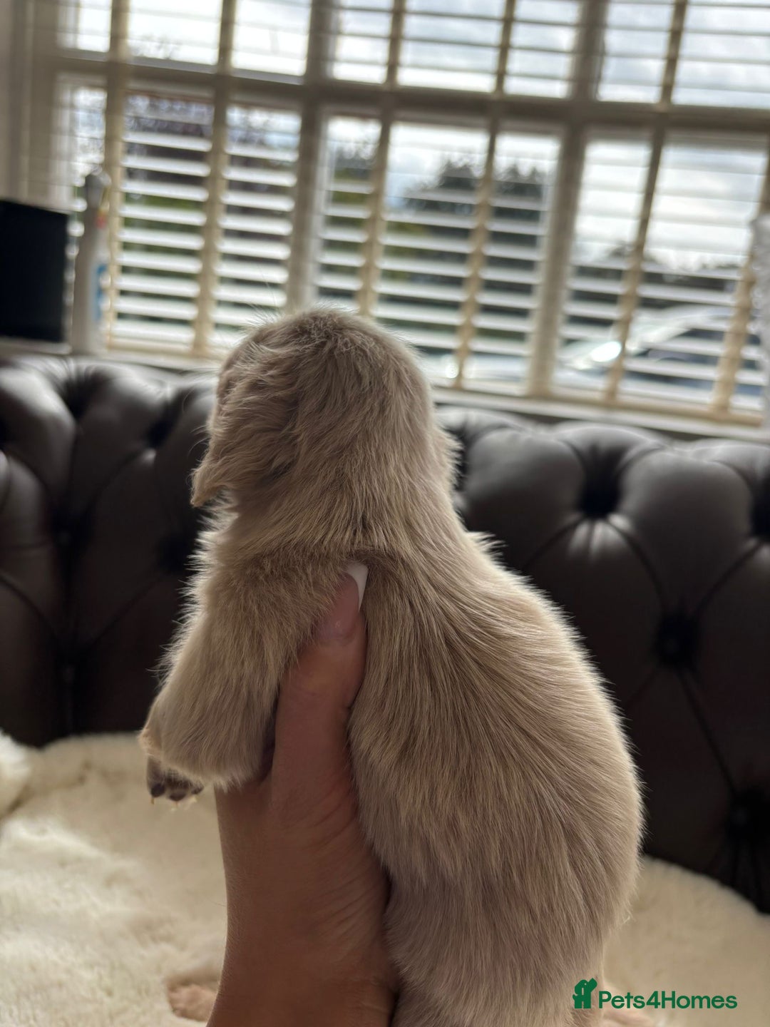 Miniature Dachshund dogs for sale: Ee cream miniature Dadchound  - Image 5