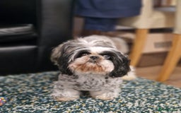 Shih Tzu dogs for sale: Shih Tzu puppies for sale  - Image 3