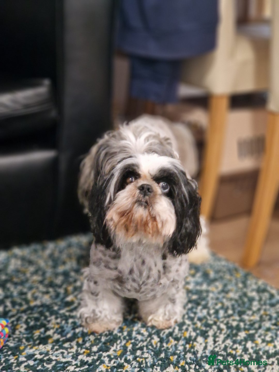 Shih Tzu dogs for sale: Shih Tzu puppies for sale  - Image 3