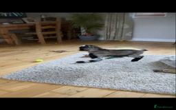 Goats livestock for sale: GORGEOUS NEW BORN BABIES AND FRIENDLY PET WETHERS  - Image 4