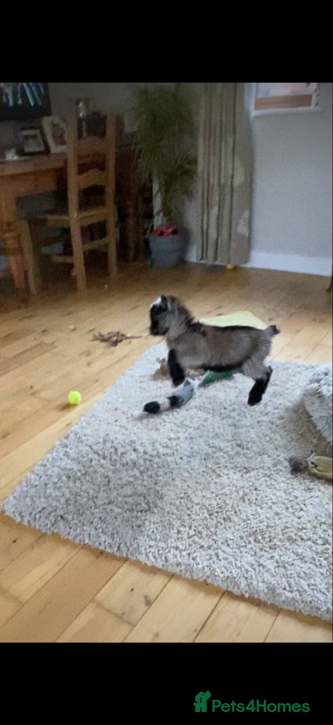 Goats livestock for sale: GORGEOUS NEW BORN BABIES AND FRIENDLY PET WETHERS  - Image 4