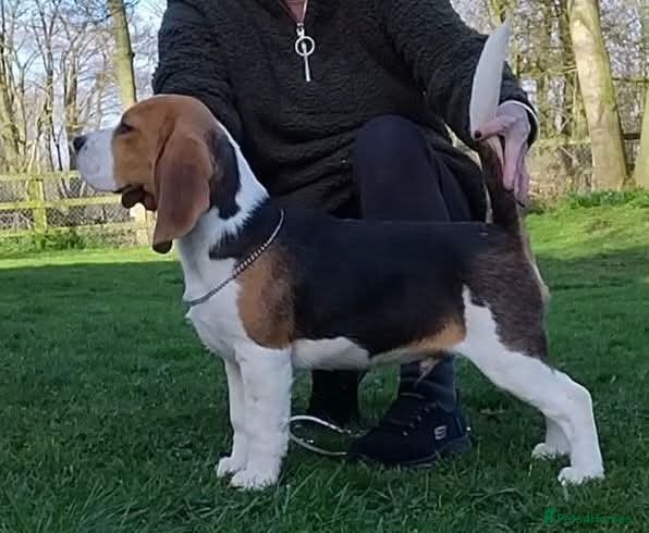 Beagle dogs GORGEOUS SHOW BEAGLE AVAILABLE - Advert 1