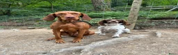 Hungarian Vizsla dogs for sale: 🌟Stunning, strong health tested KC pups 🌟  - Advert 15