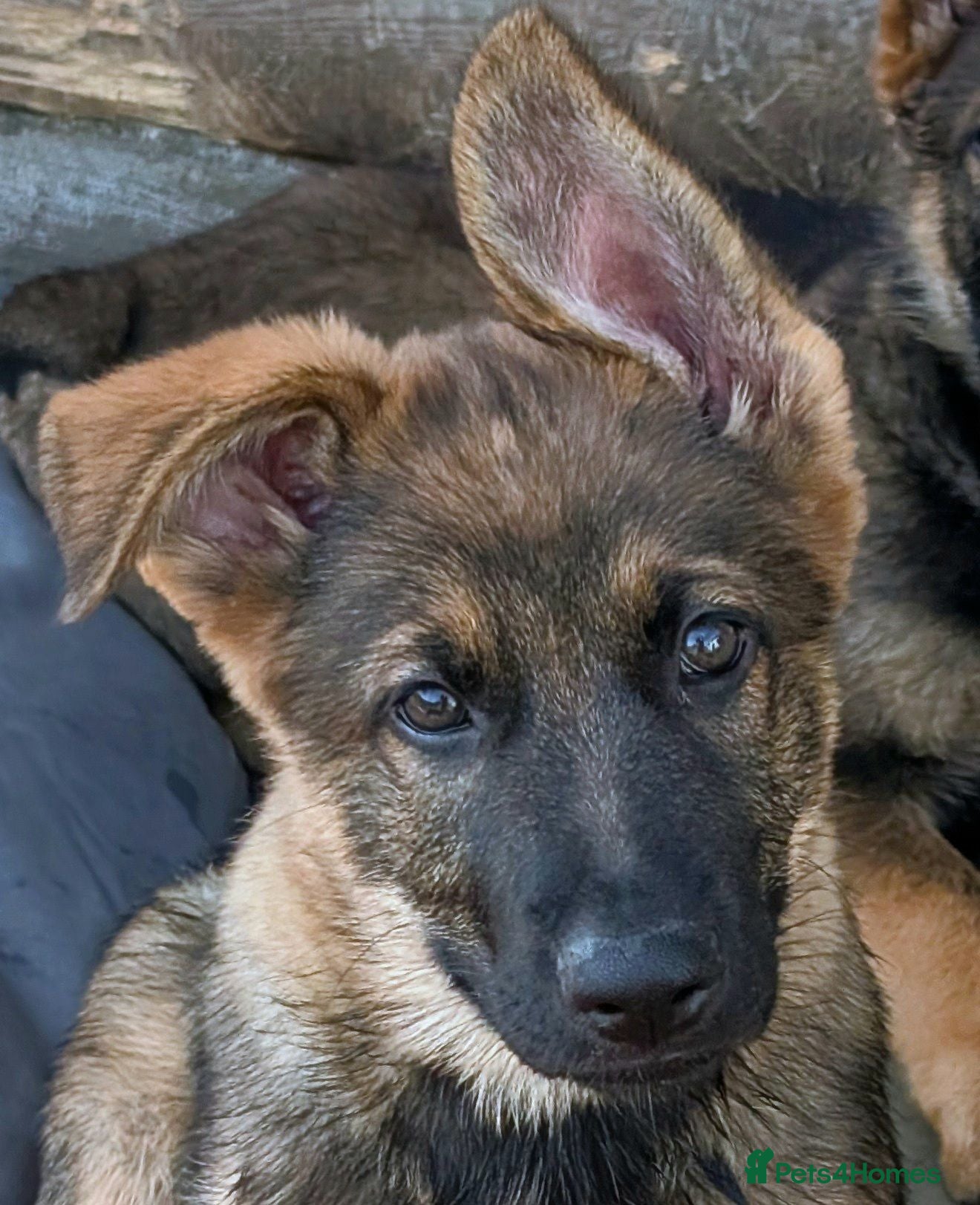German Shepherd dogs K.C. reg GSD female - Advert 1