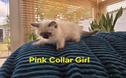 Ragdoll cats for sale: Beautiful ragdoll kittens - Image 16