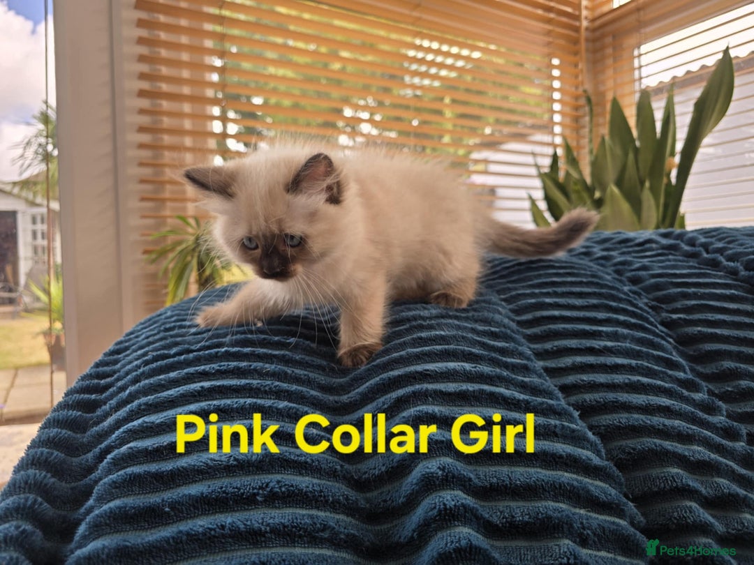 Ragdoll cats for sale: Beautiful ragdoll kittens - Image 16