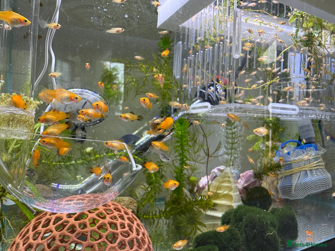 Platies fish for sale: Small platys for sale £1 each in Bromley - Image 16