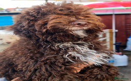 Lagotto Romagnolo dogs for sale:  ❗️Last one❗️Lagotto - The best breed ever in London - Image 5