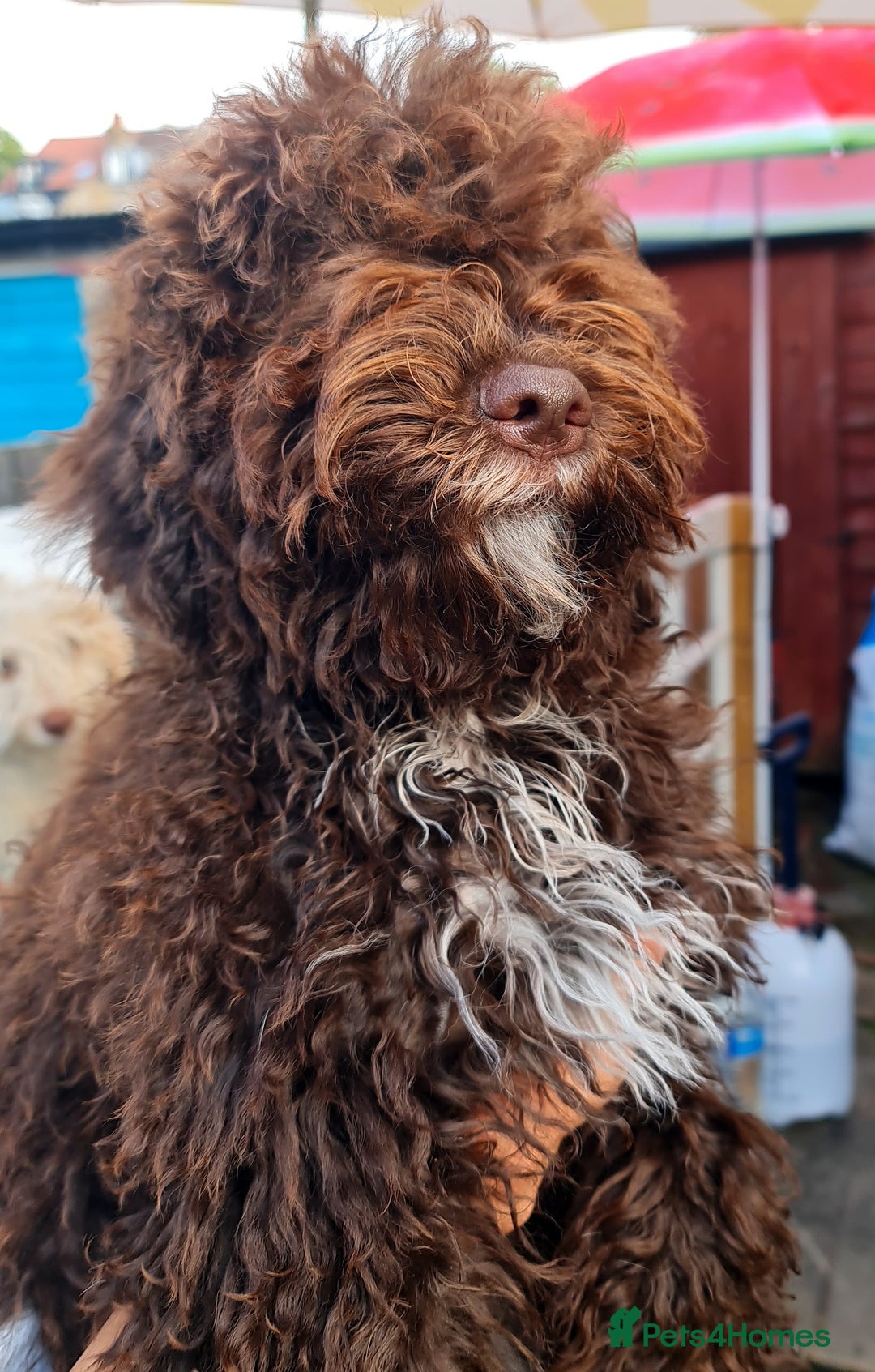 Lagotto Romagnolo dogs for sale:  ❗️Last one❗️Lagotto - The best breed ever in London - Image 5