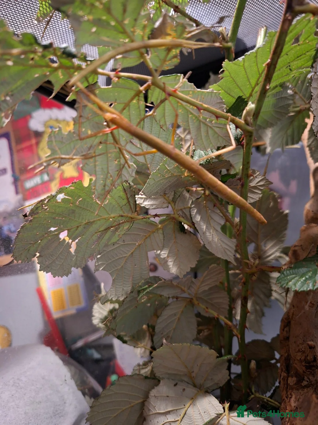 Stick Insects invertebrates for sale: Indian stick insects for sale. - Advert 6