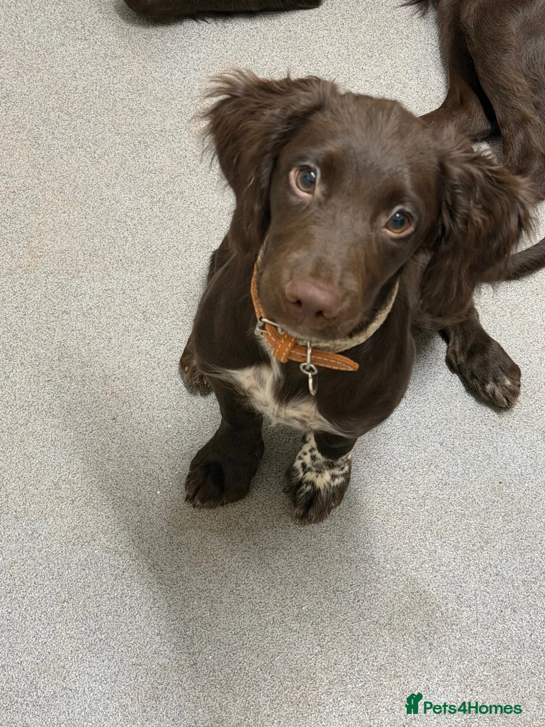 Sprocker dogs for sale: Sprocker  - Advert 1