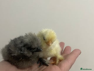 Chickens poultry Day old silkie chicks (pure breed) - Advert 1