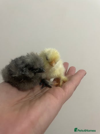 Chickens poultry Day old silkie chicks (pure breed) - Advert 1