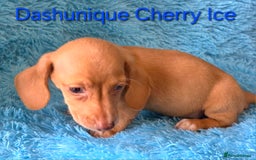 Miniature Dachshund dogs for sale: Rainbow Litter KC REG mini Daxi  - Image 18