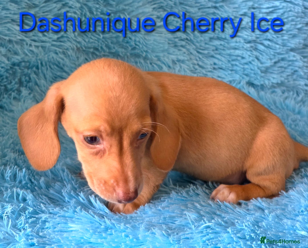 Miniature Dachshund dogs for sale: Rainbow Litter KC REG mini Daxi  - Image 18