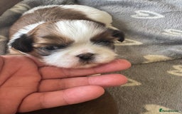 Shih Tzu dogs for sale: Beautiful Shih Tzu Pups - Image 5