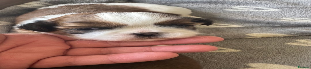 Shih Tzu Puppy 1