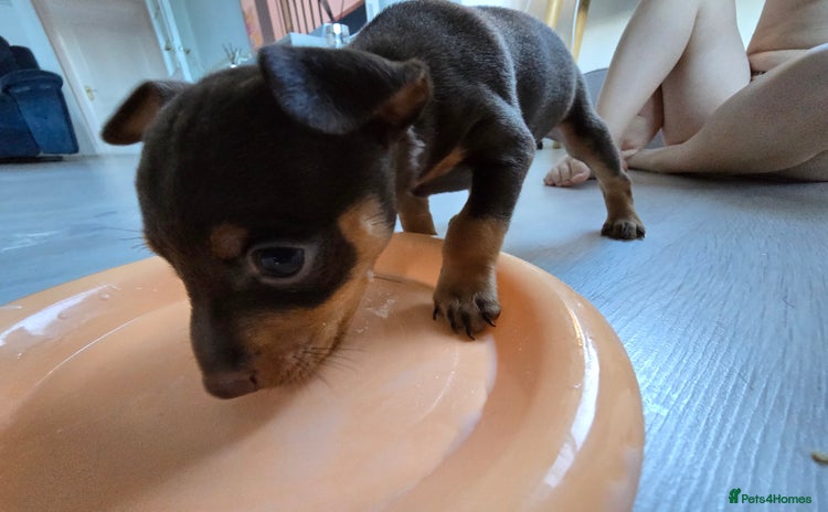 Miniature Pinscher dogs - Advert 1