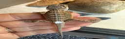 Bearded Dragon reptiles for sale: Baby bearded dragons - Advert 5
