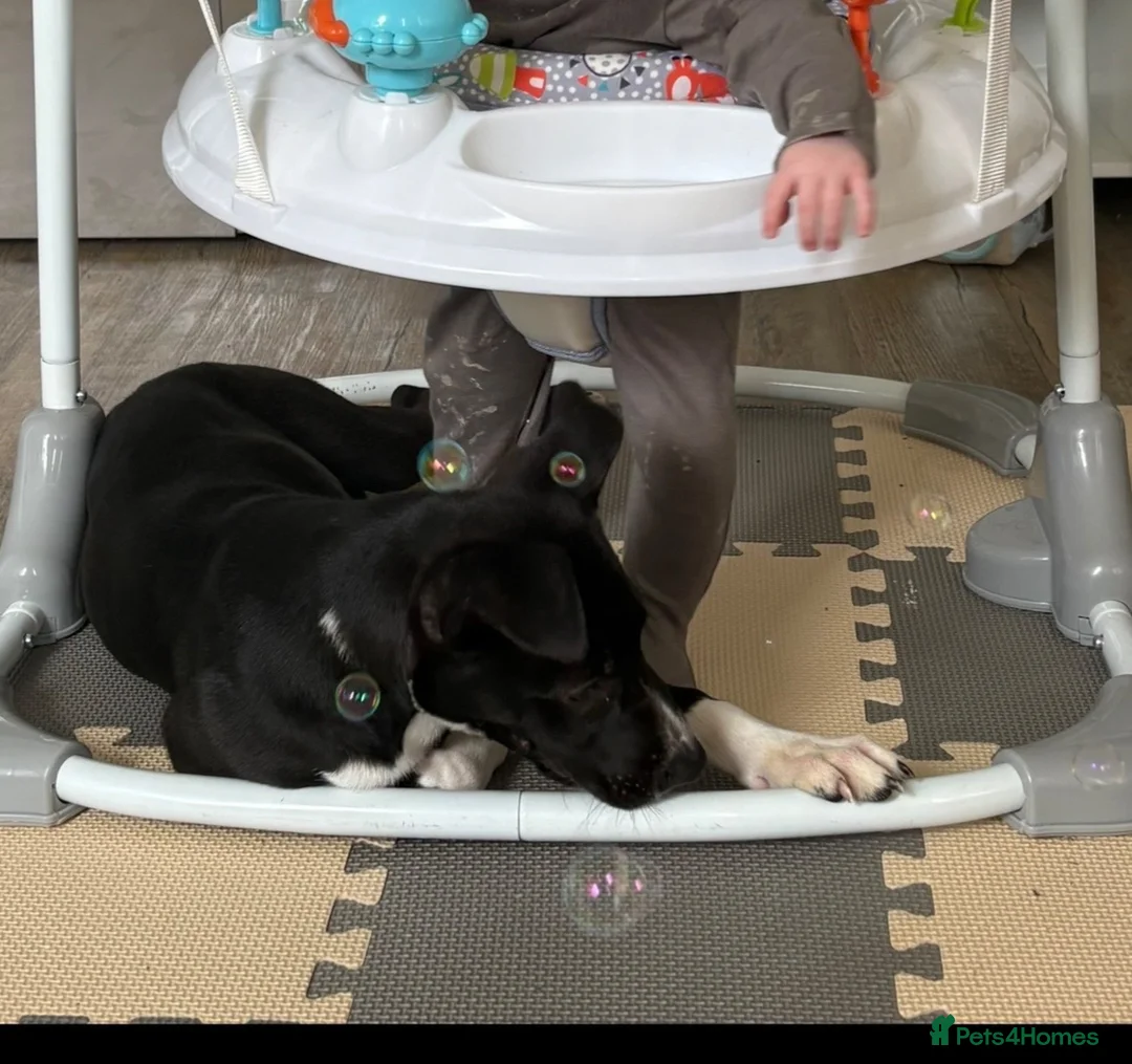 Mixed Breed dogs for sale: 5 months old in Nuneaton - Advert 2
