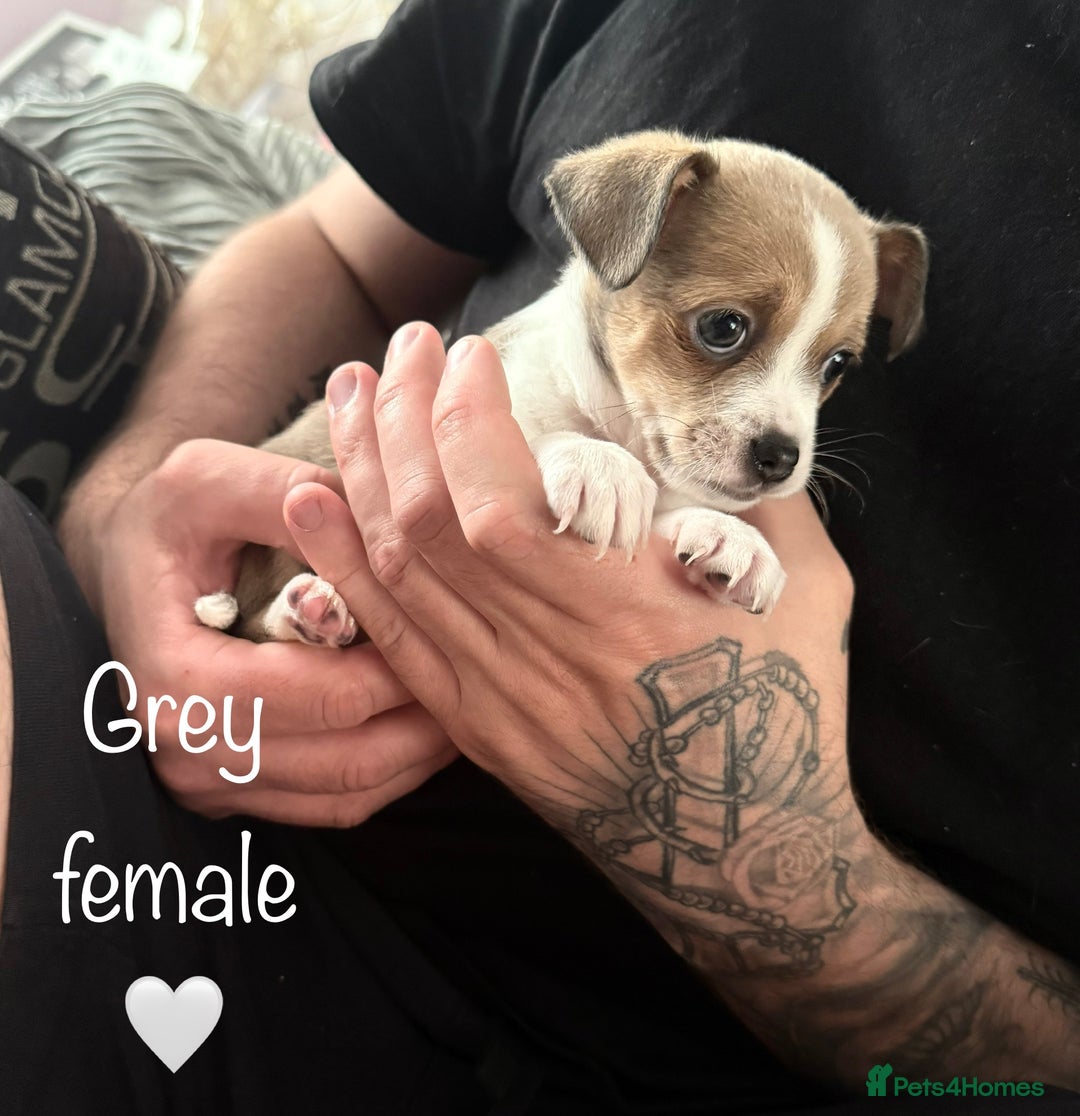 Mixed Breed dogs for sale: Chihuahua Hybrid Female. READY FOR HER NEW HOME 🤍 - Image 5