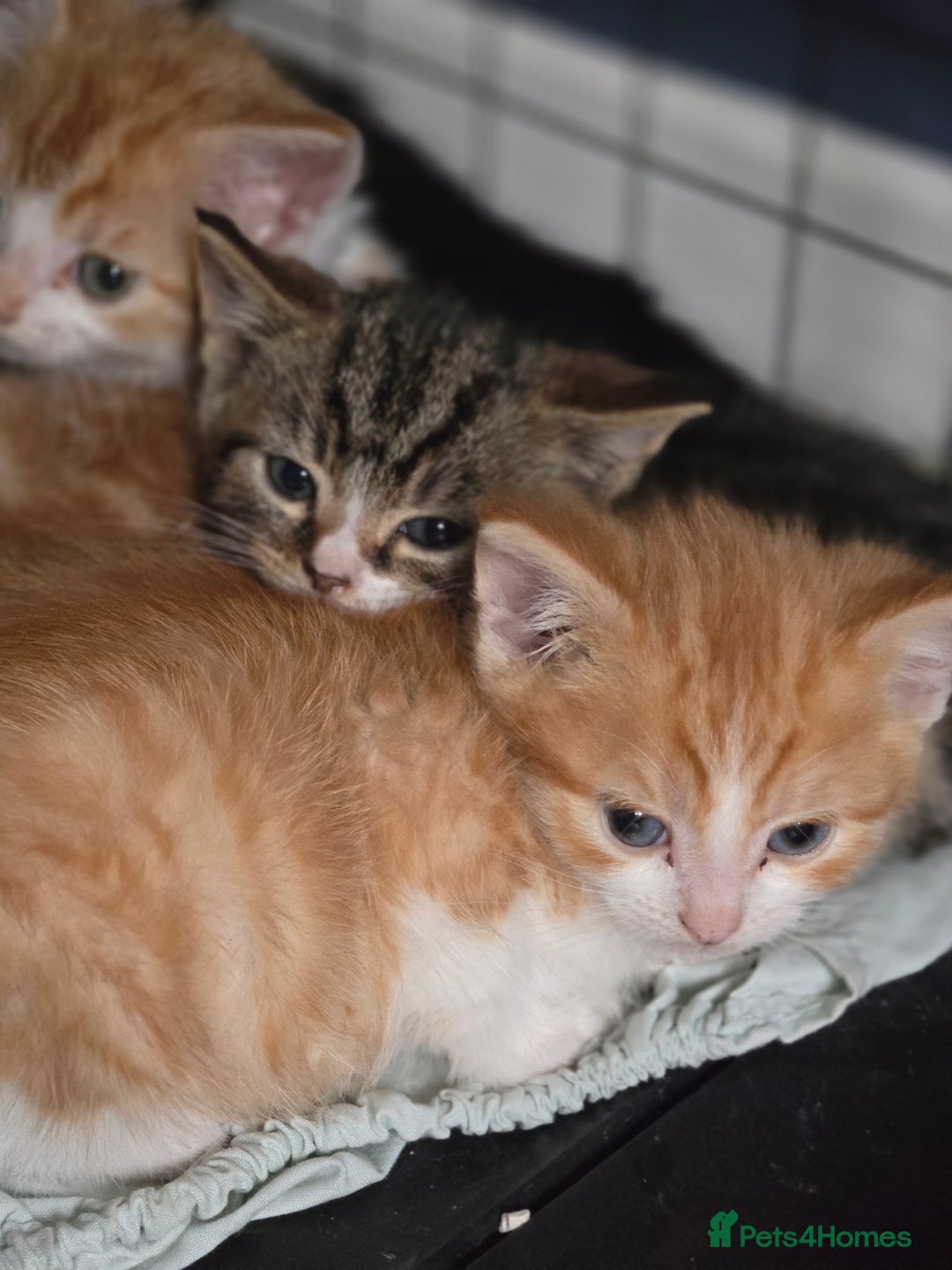 British Shorthair cats for sale: Adorable kittens - Advert 4