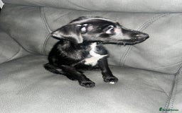 Patterdale Terrier dogs for sale: Rehoming  - Image 2
