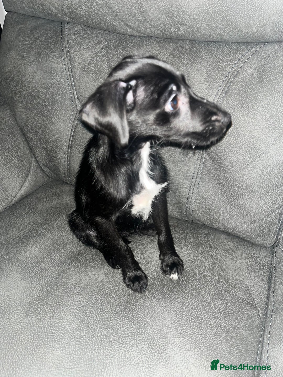 Patterdale Terrier dogs for sale: Rehoming  - Image 2