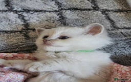 Ragdoll cats for sale: Lilac and blue tica ans Gccf registered ragdolls. - Image 24